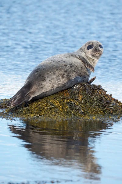 Seals: Harbor Seal Near Djupavik In Iceland The Westfjords (Vestfirdir) In The Region Strandir Europe, Iceland by Martin Zwick