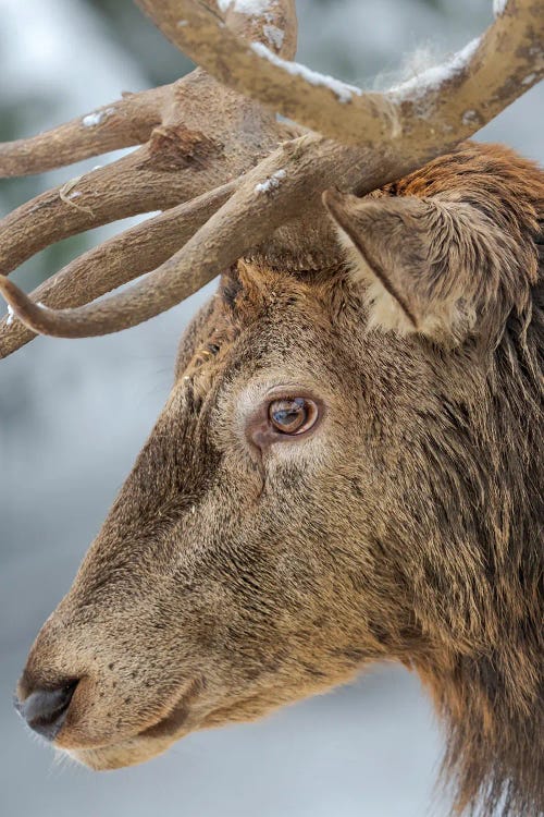 Male Or Stag, Red Deer In Snow, Alpenwildpark Obermaiselstein (Alpine Game Park) Europe, Germany, Bavaria