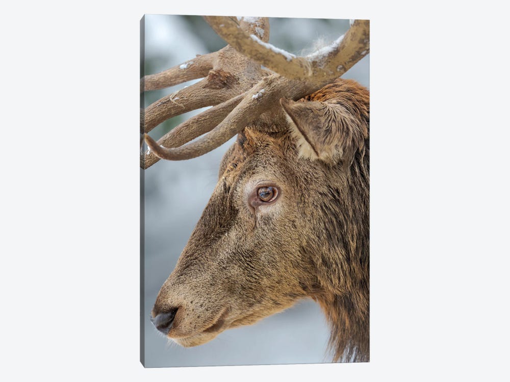 Male Or Stag, Red Deer In Snow, Alpenwildpark Obermaiselstein (Alpine Game Park) Europe, Germany, Bavaria by Martin Zwick 1-piece Canvas Artwork