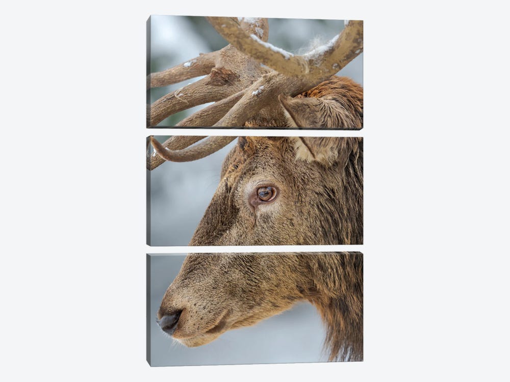 Male Or Stag, Red Deer In Snow, Alpenwildpark Obermaiselstein (Alpine Game Park) Europe, Germany, Bavaria by Martin Zwick 3-piece Canvas Art