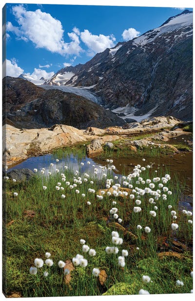 White Cotton Grass In Front Of The Gurgler Glacier In The Tal Otztal Alps In The Naturepark Otztal Europe, Austria, Tyrol Canvas Art Print - Martin Zwick