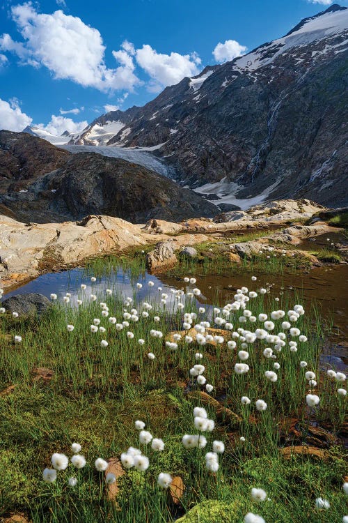 White Cotton Grass In Front Of The Gurgler Glacier In The Tal Otztal Alps In The Naturepark Otztal Europe, Austria, Tyrol