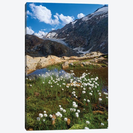 White Cotton Grass In Front Of The Gurgler Glacier In The Tal Otztal Alps In The Naturepark Otztal Europe, Austria, Tyrol Canvas Print #MZW330} by Martin Zwick Canvas Art