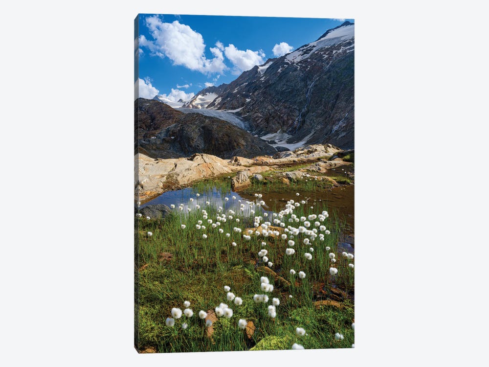 White Cotton Grass In Front Of The Gurgler Glacier In The Tal Otztal Alps In The Naturepark Otztal Europe, Austria, Tyrol by Martin Zwick 1-piece Canvas Art Print