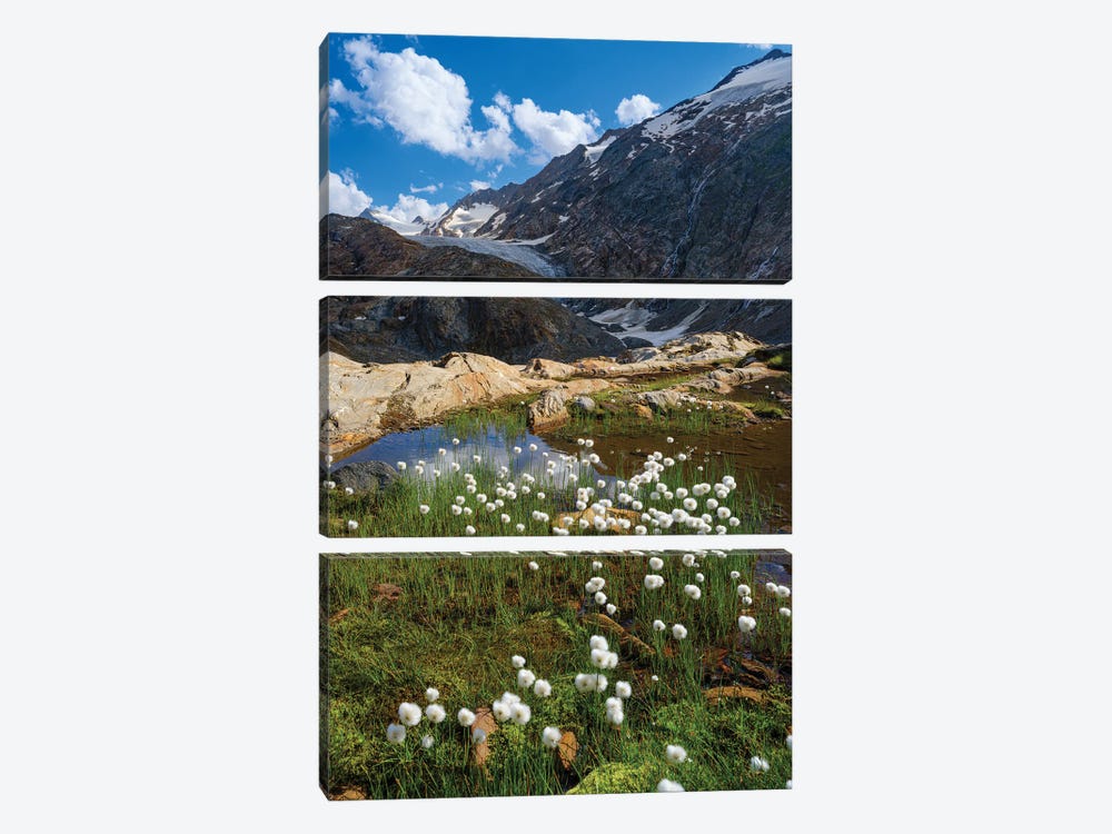 White Cotton Grass In Front Of The Gurgler Glacier In The Tal Otztal Alps In The Naturepark Otztal Europe, Austria, Tyrol by Martin Zwick 3-piece Canvas Art Print