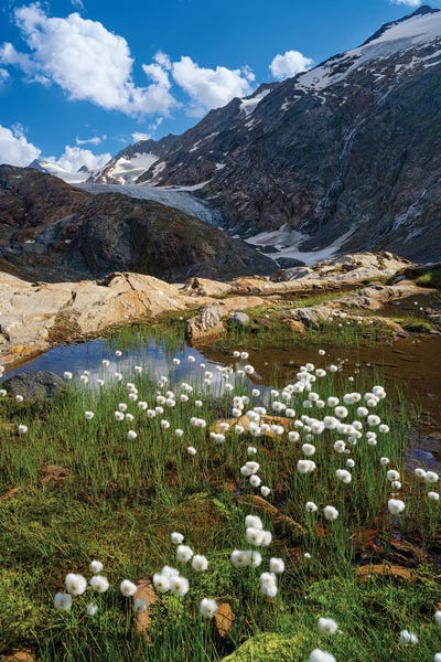 Austria: White Cotton Grass In Front Of The Gurgler Glacier In The Tal Otztal Alps In The Naturepark Otztal Europe, Austria, Tyrol by Martin Zwick