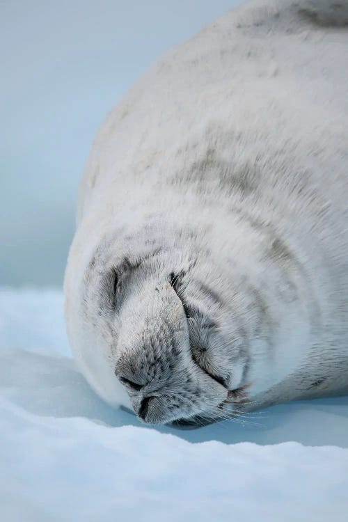 Crabeater Seal, Resting On Ice Floe. Antarctica, Antarctic Peninsula, Detaille Island