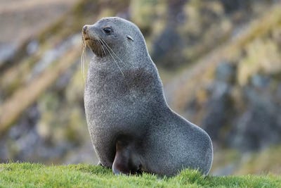 Antarctic Fur Seal (Arctocephalus gazella) bull. South Georgia Island by Martin Zwick art print