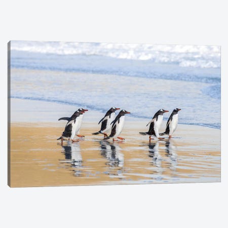 Gentoo Penguin Falkland Islands I Canvas Print #MZW5} by Martin Zwick Canvas Print