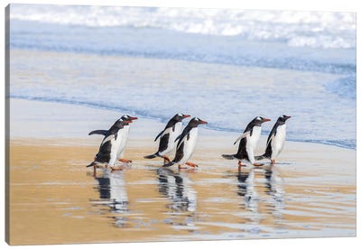 Gentoo Penguin Falkland Islands I Canvas Art Print - Penguin Art
