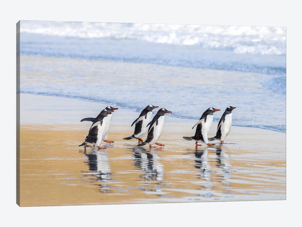 Gentoo Penguin Falkland Islands I by Martin Zwick 1-piece Canvas Art Print