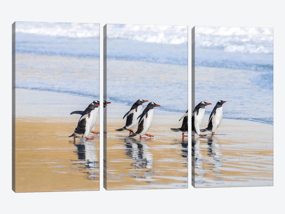Gentoo Penguin Falkland Islands I by Martin Zwick 3-piece Art Print