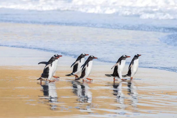 Penguins: Gentoo Penguin Falkland Islands I by Martin Zwick