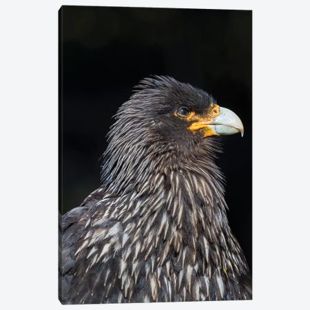 Falkland Caracara or Johnny Rook, protected and highly intelligent bird of prey. Falkland Islands Canvas Print #MZW64} by Martin Zwick Art Print