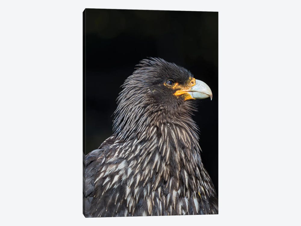 Falkland Caracara or Johnny Rook, protected and highly intelligent bird of prey. Falkland Islands by Martin Zwick 1-piece Canvas Wall Art