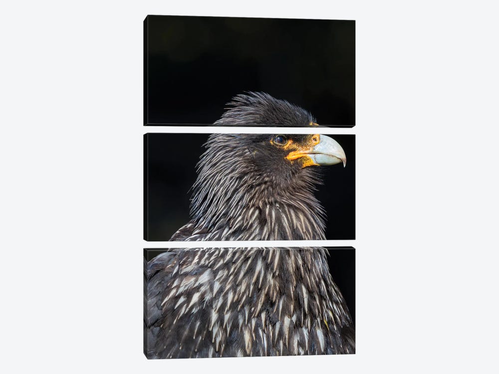 Falkland Caracara or Johnny Rook, protected and highly intelligent bird of prey. Falkland Islands by Martin Zwick 3-piece Canvas Wall Art