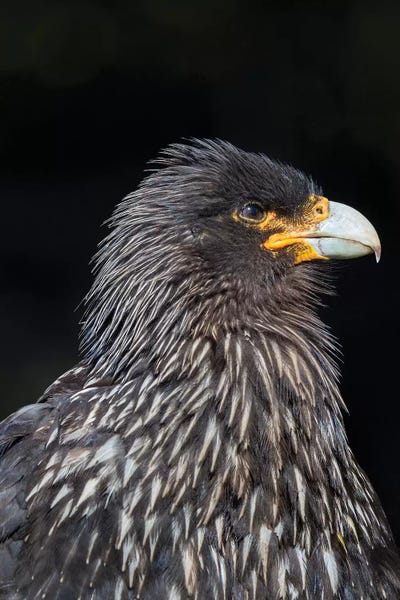 Falkland Caracara or Johnny Rook, protected and highly intelligent bird of prey. Falkland Islands