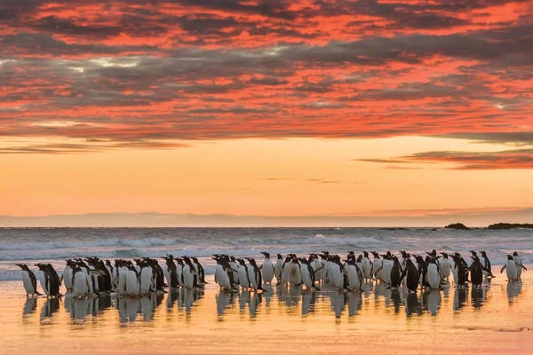 Gentoo Penguin on the sandy beach of Volunteer Point, Falkland Islands