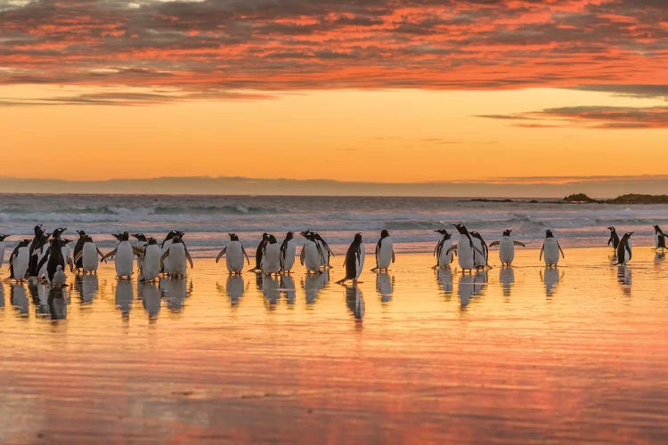 Gentoo Penguin on the sandy beach of Volunteer Point, Falkland Islands