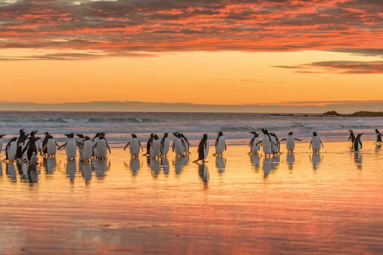 Gentoo Penguin on the sandy beach of Volunteer Point, Falkland Islands by Martin Zwick wall art