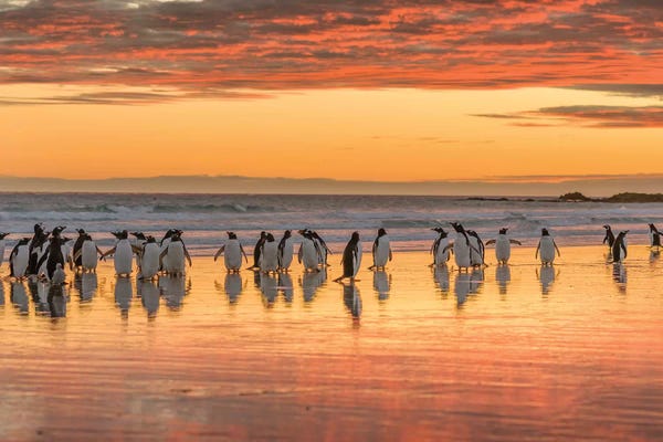 Gentoo Penguin on the sandy beach of Volunteer Point, Falkland Islands