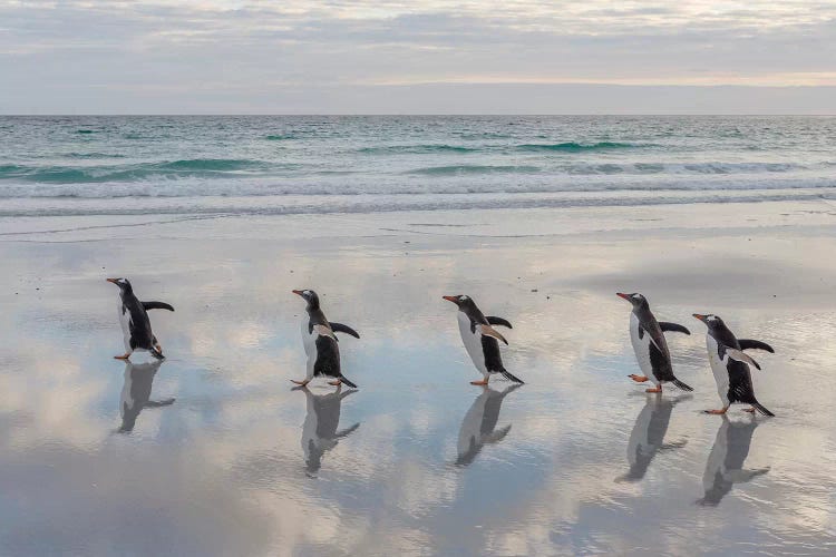 Gentoo Penguin on the sandy beach of Volunteer Point, Falkland Islands