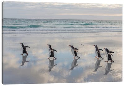 Gentoo Penguin on the sandy beach of Volunteer Point, Falkland Islands Canvas Art Print - South America Art