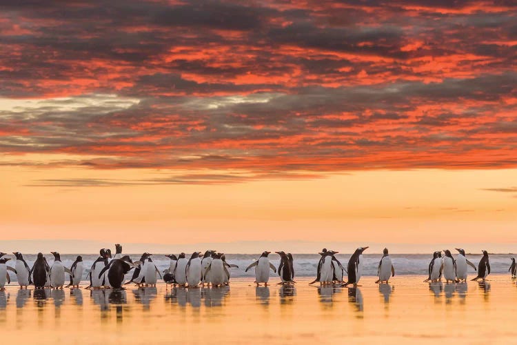 Gentoo Penguin on the sandy beach of Volunteer Point, Falkland Islands