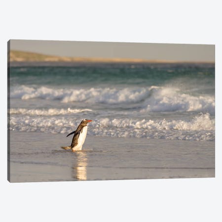 Gentoo Penguin Falkland Islands II Canvas Print #MZW6} by Martin Zwick Canvas Print