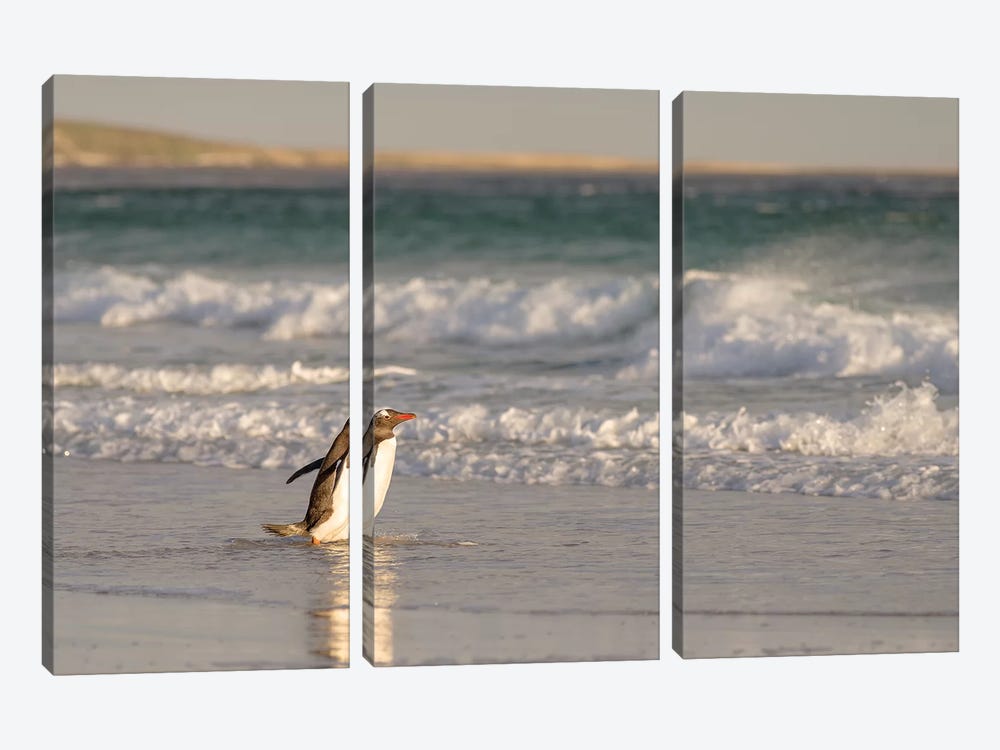 Gentoo Penguin Falkland Islands II by Martin Zwick 3-piece Canvas Artwork