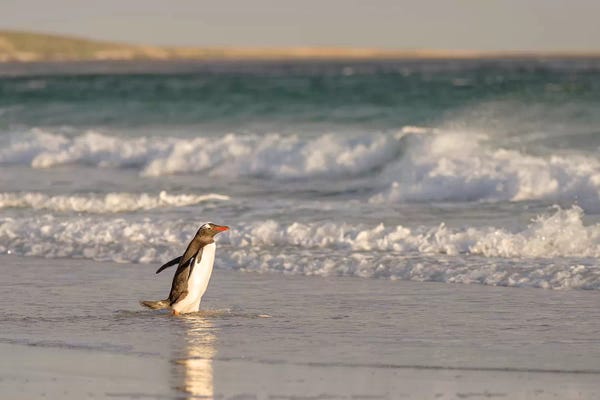 Martin Zwick: Gentoo Penguin Falkland Islands II by Martin Zwick