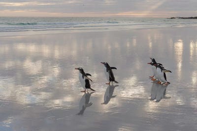 Gentoo Penguin on the sandy beach of Volunteer Point, Falkland Islands by Martin Zwick art print