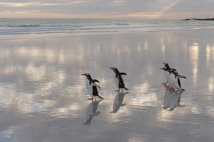 Gentoo Penguin on the sandy beach of Volunteer Point, Falkland Islands