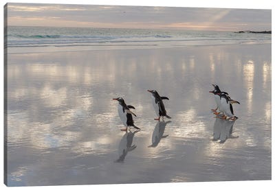 Gentoo Penguin on the sandy beach of Volunteer Point, Falkland Islands Canvas Art Print - Martin Zwick