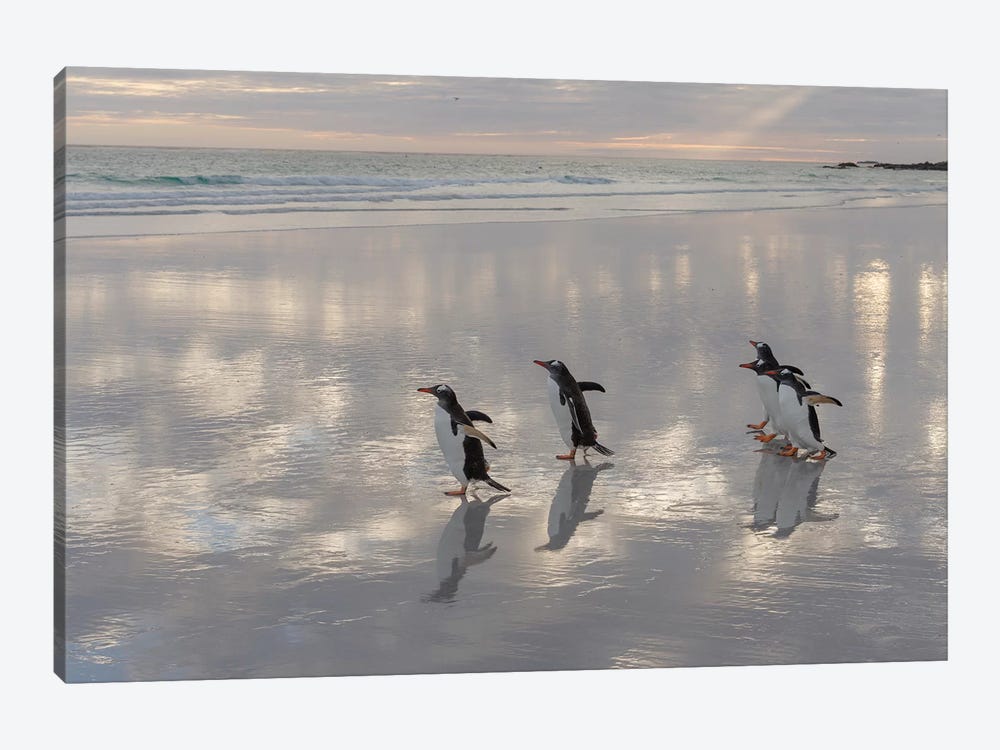 Gentoo Penguin on the sandy beach of Volunteer Point, Falkland Islands by Martin Zwick 1-piece Canvas Print
