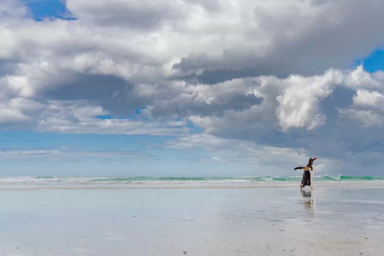 Gentoo Penguin on the sandy beach of Volunteer Point, Falkland Islands