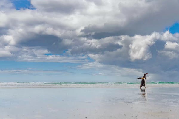 Martin Zwick: Gentoo Penguin on the sandy beach of Volunteer Point, Falkland Islands by Martin Zwick