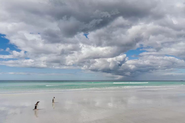 Gentoo Penguin on the sandy beach of Volunteer Point, Falkland Islands