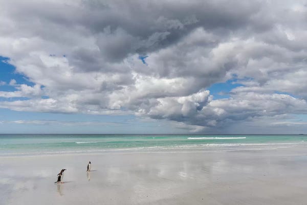Gentoo Penguin on the sandy beach of Volunteer Point, Falkland Islands