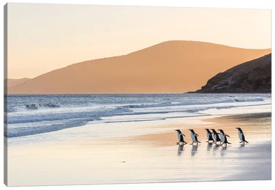 Gentoo Penguin Falkland Islands III Canvas Art Print - Martin Zwick