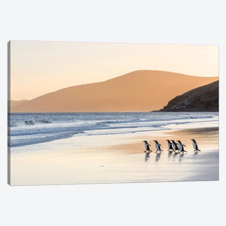 Gentoo Penguin Falkland Islands III Canvas Print #MZW7} by Martin Zwick Art Print