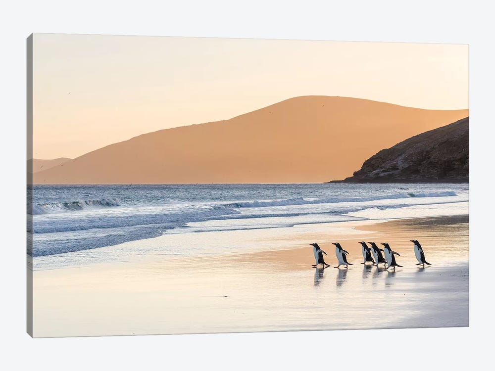 Gentoo Penguin Falkland Islands III by Martin Zwick 1-piece Canvas Art Print