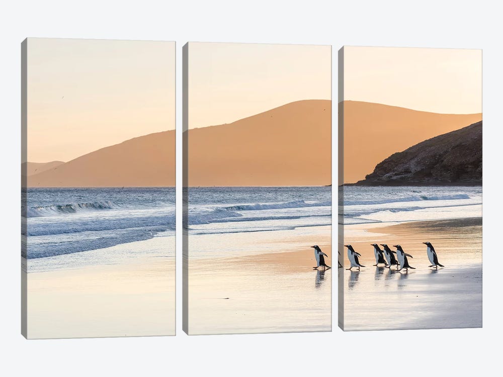Gentoo Penguin Falkland Islands III by Martin Zwick 3-piece Canvas Print