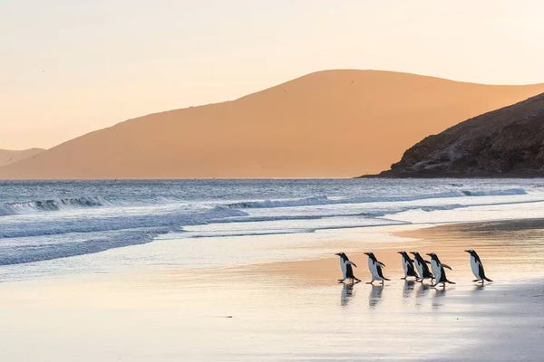 Martin Zwick: Gentoo Penguin Falkland Islands III by Martin Zwick