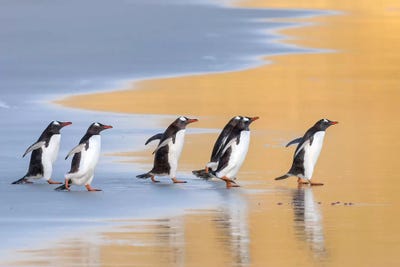 Gentoo Penguin Falkland Islands IV by Martin Zwick framed wall art
