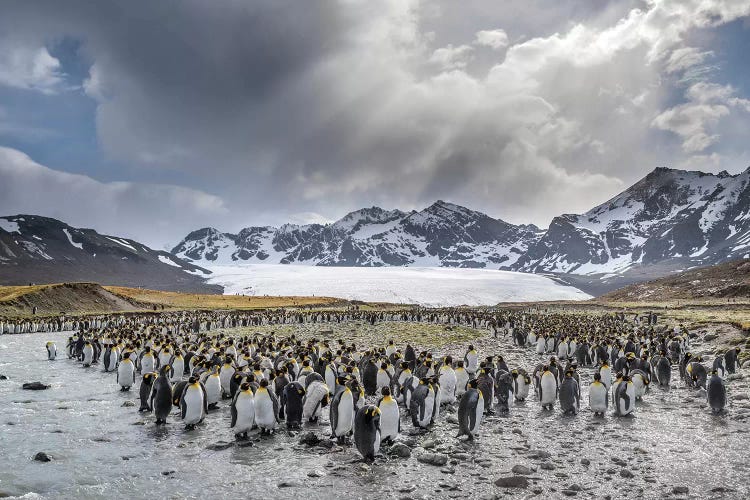 King Penguin rookery in St. Andrews Bay. Adults molting. South Georgia Island