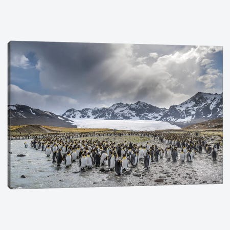 King Penguin rookery in St. Andrews Bay. Adults molting. South Georgia Island Canvas Print #MZW85} by Martin Zwick Art Print