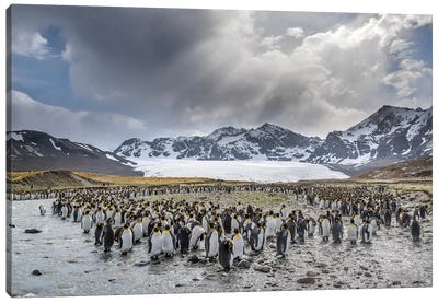 King Penguin rookery in St. Andrews Bay. Adults molting. South Georgia Island Canvas Art Print - Ancient Wonders