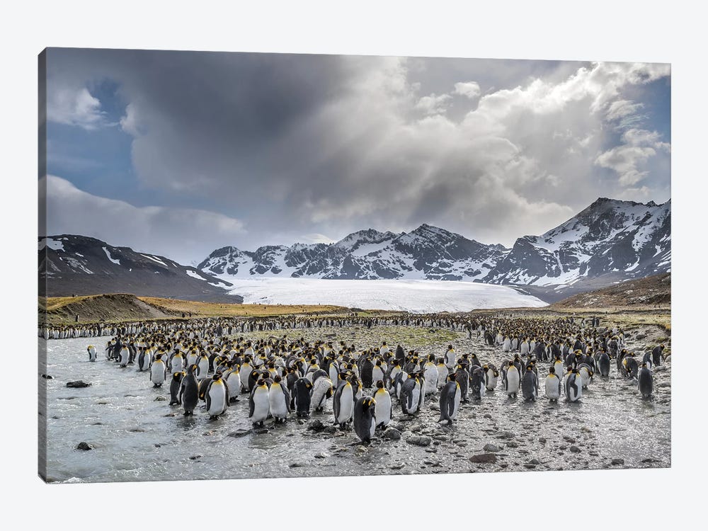 King Penguin rookery in St. Andrews Bay. Adults molting. South Georgia Island by Martin Zwick 1-piece Canvas Art Print