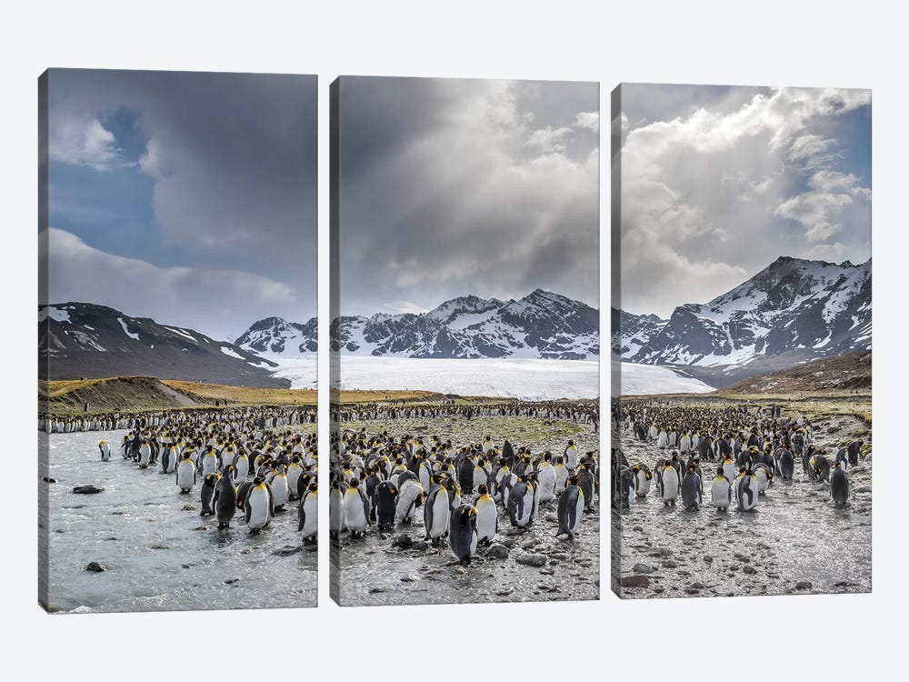 King Penguin rookery in St. Andrews Bay. Adults molting. South Georgia Island by Martin Zwick 3-piece Art Print
